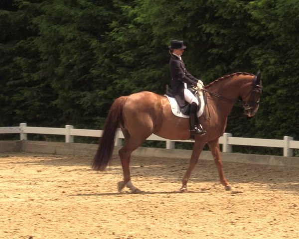 Reitturnier Halver 2018