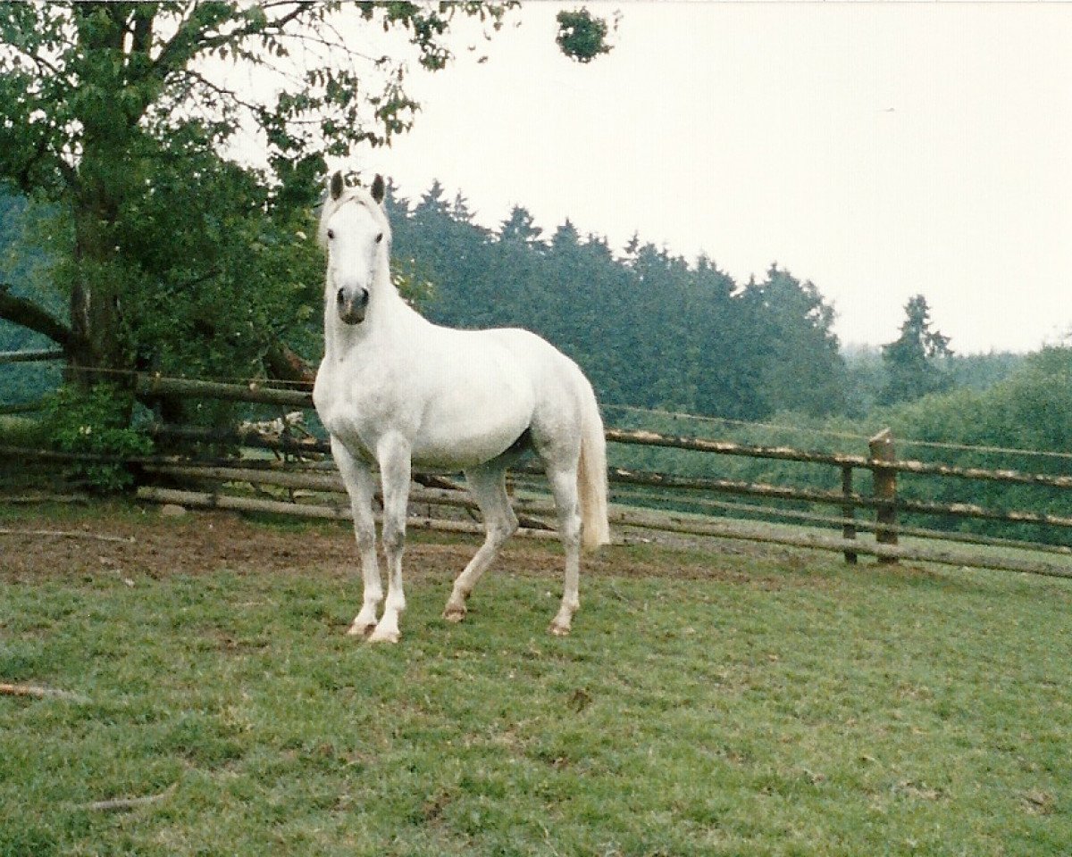 stallion Diabolo x (Arabian purebred, 1971, from Galan ox)