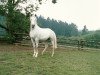 stallion Diabolo x (Arabian thoroughbred, 1971, from Galan ox)