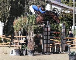 jumper Quentin 120 (Oldenburg show jumper, 2010, from Quintender 2)