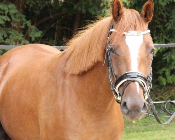 broodmare Chicka de Luxe M (German Riding Pony, 2013, from FS Daddy Cool)