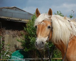 Pferd Melanie (Haflinger, 1994, von Mythos (3,125% ox))