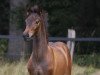 Dressurpferd Dream to Be (Westfale, 2021, von Dynamic Dream)