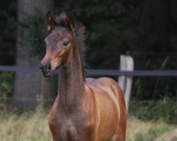 dressage horse Dream to Be (Westphalian, 2021, from Dynamic Dream)