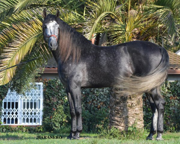 stallion Haranero (Pura Raza Espanola (PRE), 2013)