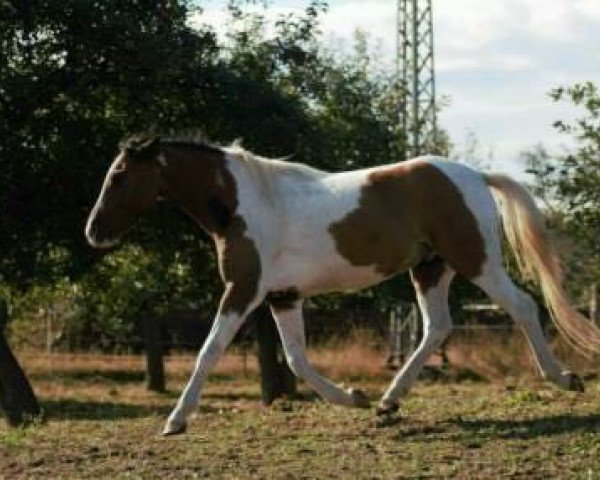 Pferd Neptun (Lewitzer, 2012)