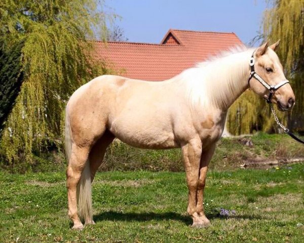 Pferd Footworks Nu Chex (Quarter Horse, 2012)