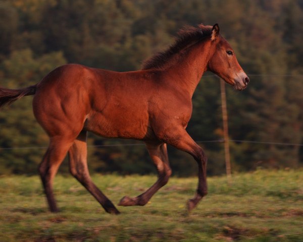 Pferd Fiftyshades Of Brown (Quarter Horse, 2017)