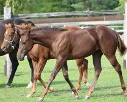 Pferd Gunners Cindybell (Quarter Horse, 2017, von Gunner be Good)