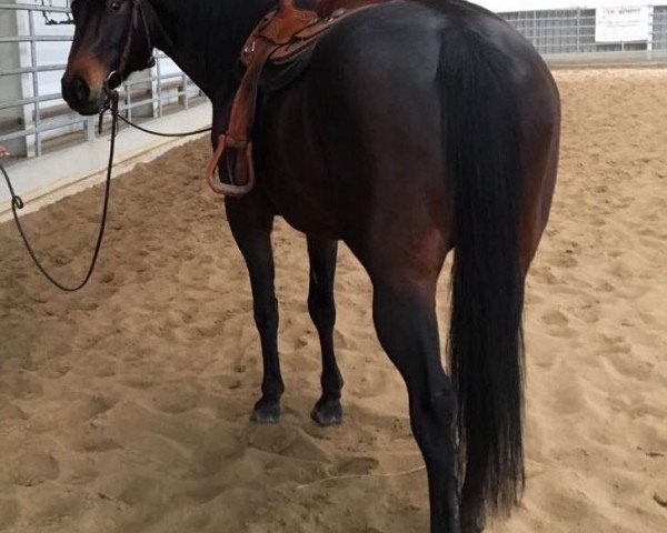 Pferd Dry Felena (Quarter Horse, 2005, von Felena Freckles)