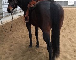 Pferd Dry Felena (Quarter Horse, 2005, von Felena Freckles)