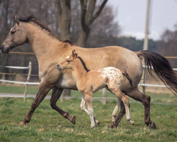 Pferd A Lady With Power (Appaloosa, 2006)