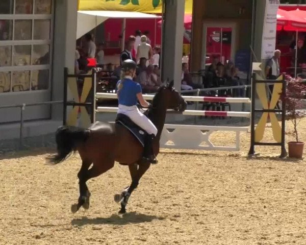 Reitturnier Bad Schussenried 2018