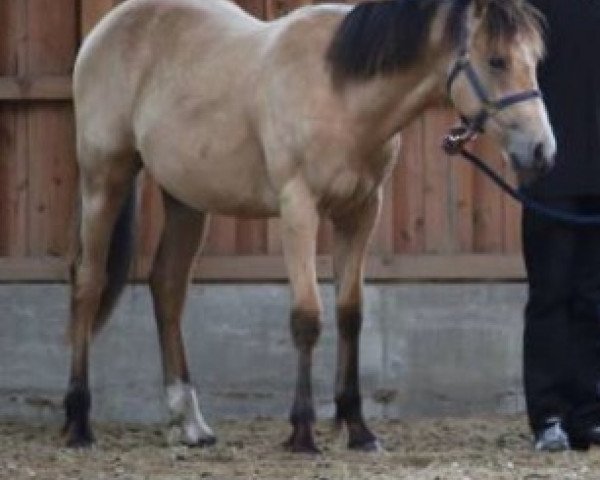 horse Hickorys Lightning Cat (Appaloosa, 2016)