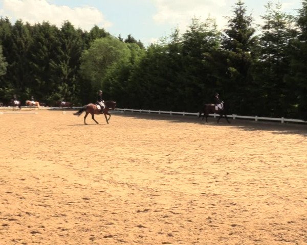 Reitturnier Halver 2018