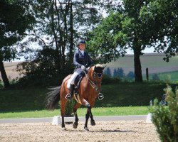 dressage horse Fürstin Faible (Oldenburg, 2004, from Fürst Heinrich)