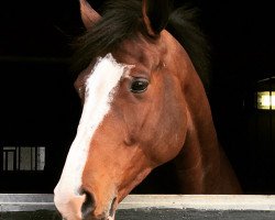 jumper Hamilton (KWPN (Royal Dutch Sporthorse), 2012, from Cassini Gold)