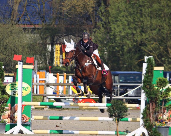 dressage horse Optimist (Trakehner, 2010)