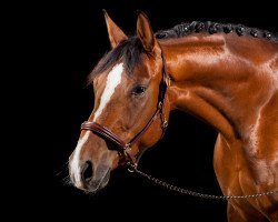 dressage horse Rockhouse (Bavarian, 2011, from Roy Black)