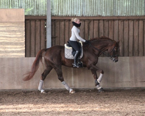dressage horse Swing With Me (Oldenburg, 2006, from Sandro Classic)