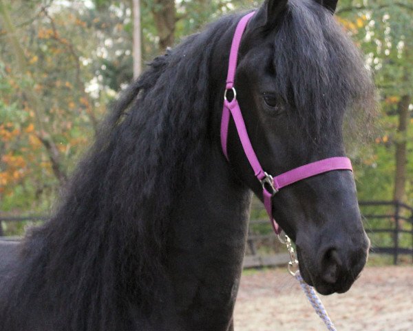Pferd Thiablo. (Friese, 2014, von Bente 412)
