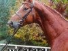 stallion Waikiki I (Hanoverian, 1996, from Weltmeyer)