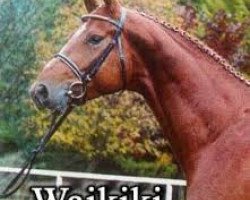 stallion Waikiki I (Hanoverian, 1996, from Weltmeyer)