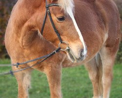 horse Möwe 2 (Haflinger, 1995, from Maraschino)