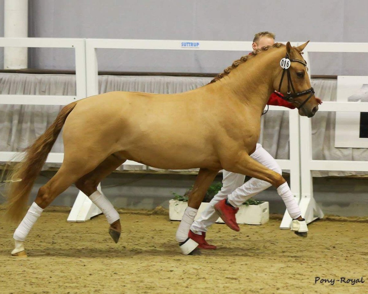 Deckhengst WES Don Domini (Deutsches Reitpony, 2015, von Don Dolino)
