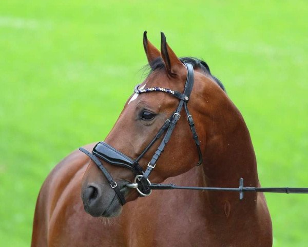 dressage horse Scarlett's Surprise Stella (German Riding Pony, 2009)