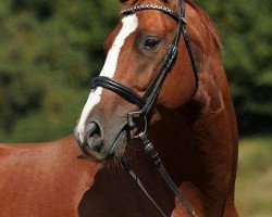 dressage horse Heathcliff (Hanoverian, 2010, from Hendrix 7)