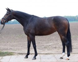 dressage horse Hannah Montana (Hanoverian, 2011, from Hendrix 7)