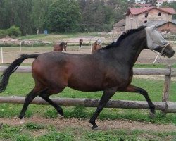 broodmare Boticella (Hanoverian, 2004, from Brentano II)