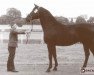 stallion Dresk (polish noble half-breed, 1989, from Przedswit XIII-4)