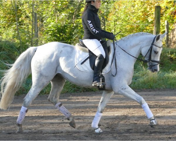 dressage horse Santana (Mecklenburg, 2012, from San Patriano II)