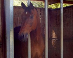 horse Rastino 3 (Holsteiner, 1989, from Reichsgraf)