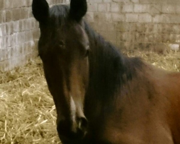 Pferd Clancy (Anglo Europäisches Sportpferd, 2016, von Caruso de Trebox)