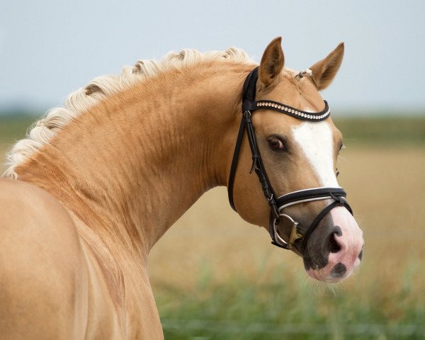 stallion Crown Charm of Royal (German Riding Pony, 2011, from Casino Royale K WE)