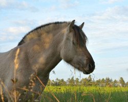 horse Tjære (Fjord Horse, 2014, from Tristan)