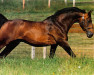 stallion Galoubet A (Selle Français, 1972, from Almé)