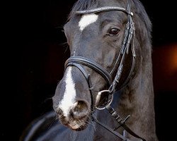 broodmare Tia Rubina (Oldenburg, 2007, from Rohdiamant)