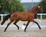 dressage horse Sweet Valentine (Oldenburg, 2018, from Fred Feuerstein)