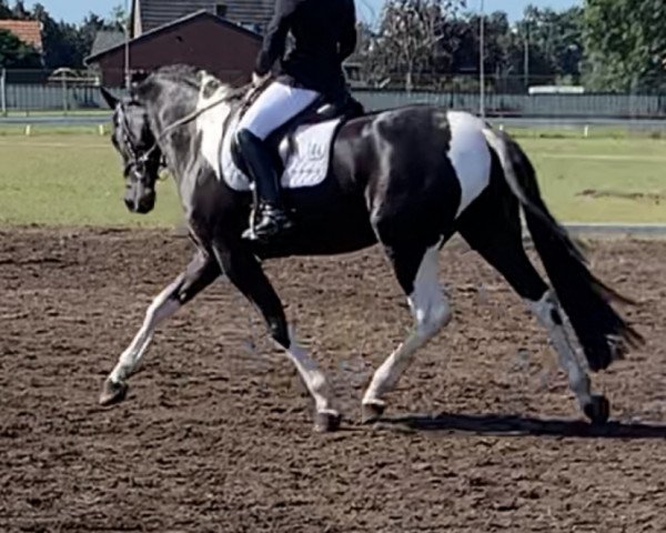 dressage horse Caya 56 (Pinto, 2017)