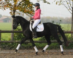 dressage horse Wallach von Don Kennedy/Don Bolero (Westphalian, 2014, from Don Kennedy)