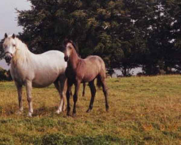 Zuchtstute Kilbracken Queen (Connemara-Pony, 1977, von Rory Ruadh)