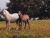 Zuchtstute Kilbracken Queen (Connemara-Pony, 1977, von Rory Ruadh)
