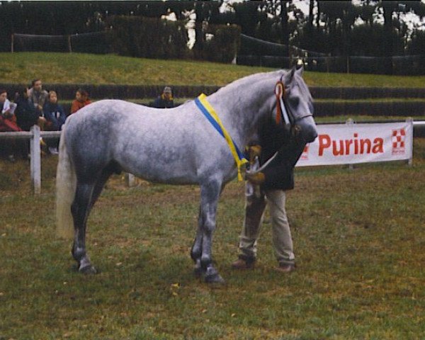 Deckhengst Garryhinch Millrace (Connemara-Pony, 1987, von Abbeyleix Fionn)