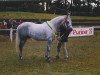 Deckhengst Garryhinch Millrace (Connemara-Pony, 1987, von Abbeyleix Fionn)