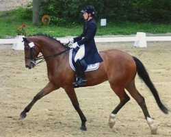 dressage horse Fastinello (Oldenburg, 2008, from Faustinus)