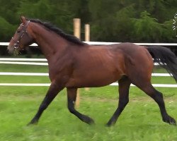 stallion Peril (Czech Warmblood, 2016)